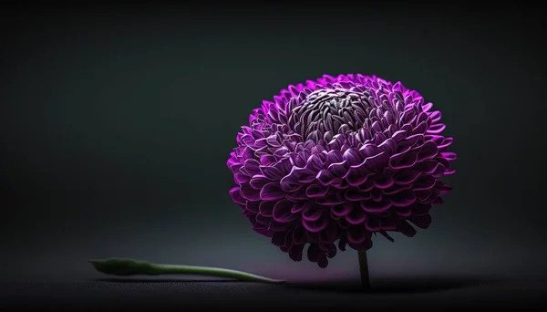 a purple flower with a green stem on a black background with a green stem on the right side of the flower, and a dark background with a green stem on the left side.