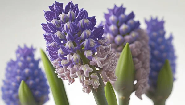 a close up of a bunch of flowers with purple flowers in the middle of the picture and green stems in the middle of the picture.