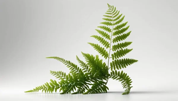 a green fern leaf on a white background with a shadow.