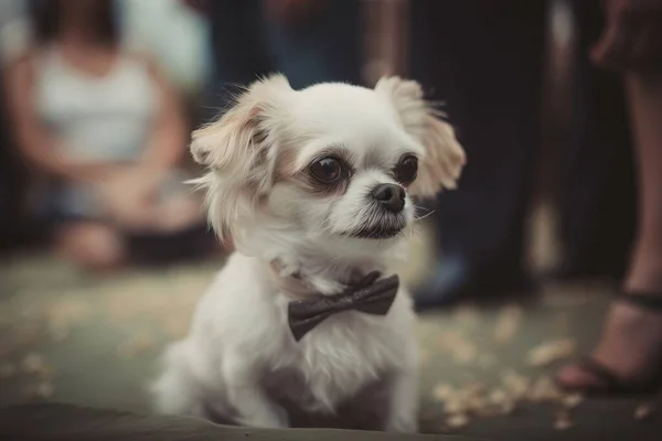 a small white dog with a bow tie sitting on the ground.