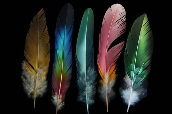 four different colored feathers are shown in a row on a black background.