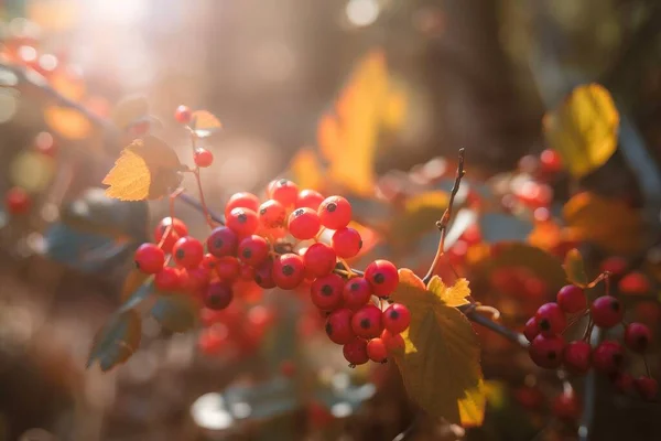 berries are growing on a tree branch in the sun light.