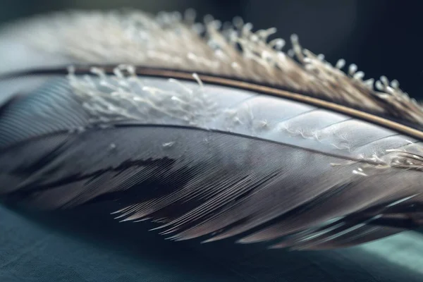 a close up of a feather with white feathers on it.