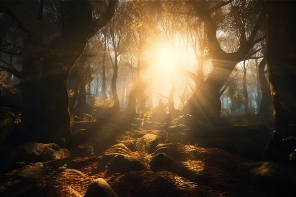the sun is shining through the trees in the forest with rocks on the ground and rocks on the ground in the foreground, and the sun shining through the trees in the background.