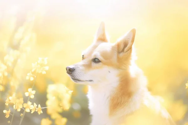 a dog standing in a field of flowers with the sun shining on it's face and head, with a blurry background of yellow flowers in the foreground.