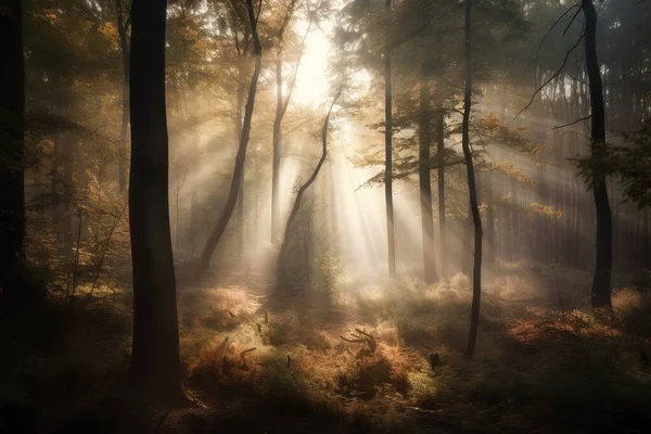a forest filled with lots of tall trees and lots of sunlight coming through the trees on a foggy day in the woods with sun shining through the trees.