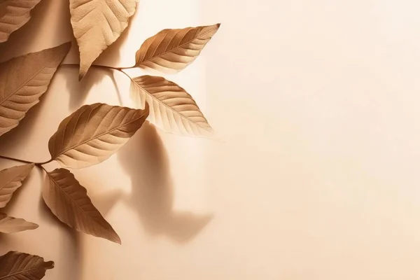 a branch with leaves on a white wall with a shadow of leaves on the wall behind it and a shadow of leaves on the wall behind it.