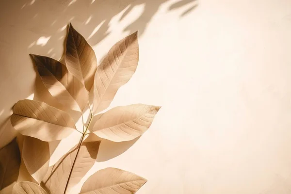 a plant casts a shadow on a wall with a light colored back drop of sunlight on the side of the wall and a shadow of a plant on the wall.