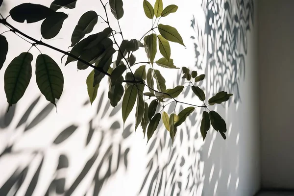 a shadow of leaves on the wall of a building with a shadow of a tree on the side of the wall and a shadow of a tree on the wall.