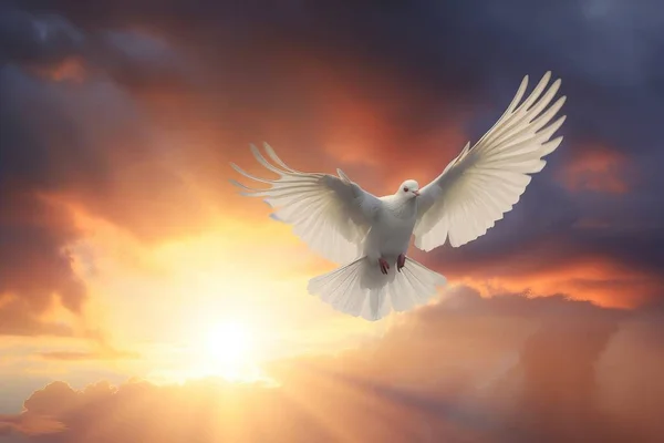 a white dove flying in the sky with the sun behind it and clouds in the background with the sun shining through the clouds and the sky.
