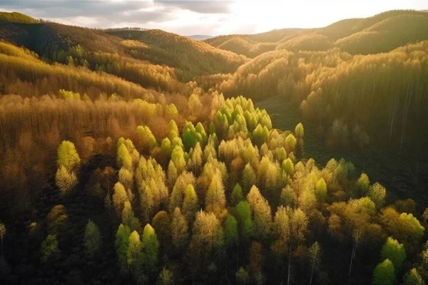 an aerial view of a forest with trees in the foreground and the sun shining through the trees on the far side of the forest.