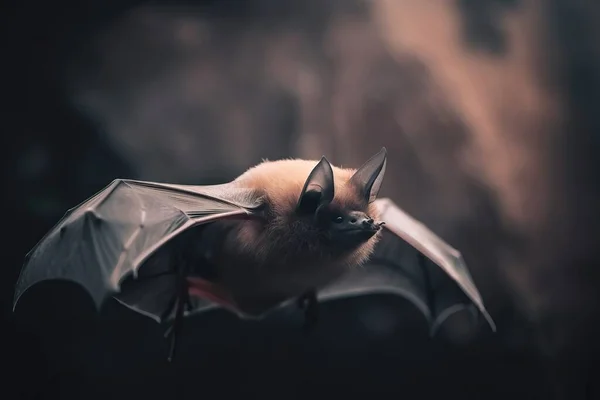 a bat flying through the air with it\'s wings spread.