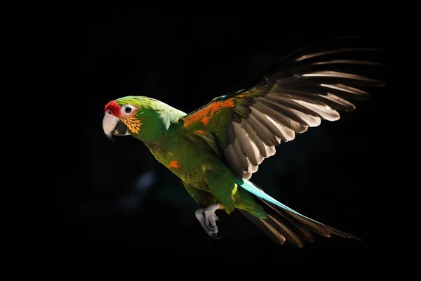 a colorful parrot flying in the air with its wings spread out and it\'s head turned to the side, with its wings spread wide open.