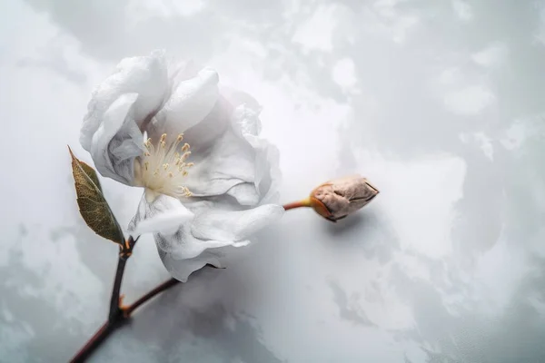 a white flower with a bud on a white surface with clouds in the background and a blue sky with white clouds in the back ground.
