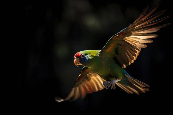 a colorful bird flying through the air with its wings spread out and wings spread out, with a black background behind it and a green and yellow bird with a red beak.