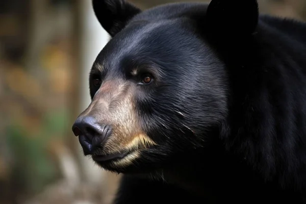 a close up of a black bear\'s face with a blurry background of trees and bushes in the background and a blurry background.