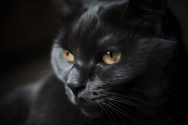 a close up of a cat with a black cat\'s face and yellow eyes and a black background with a black cat\'s head.