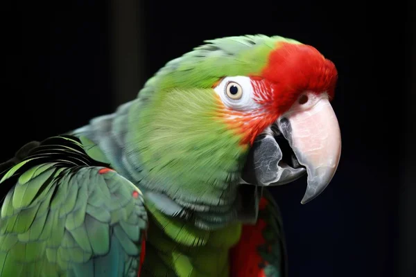 a green and red parrot with a black back ground and a black back ground with a black back ground and a black back ground with a red and green parrot\'s head.