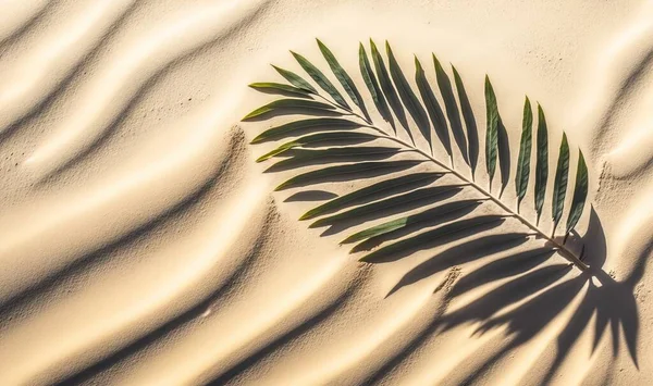 a palm leaf casts a shadow on a sandy surface in the desert.