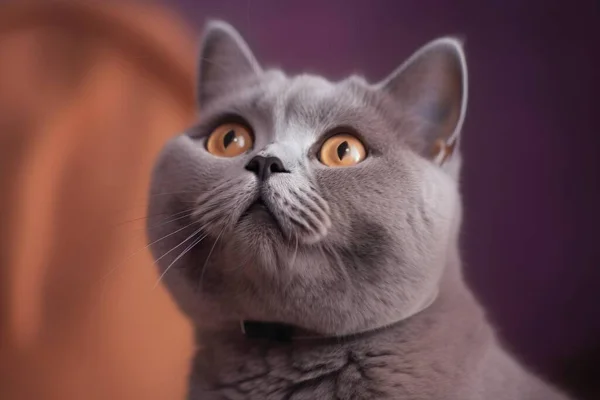 a gray cat looking up with a surprised look on its face.