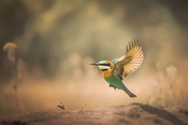 a colorful bird flying over a dirt field with grass in the background.
