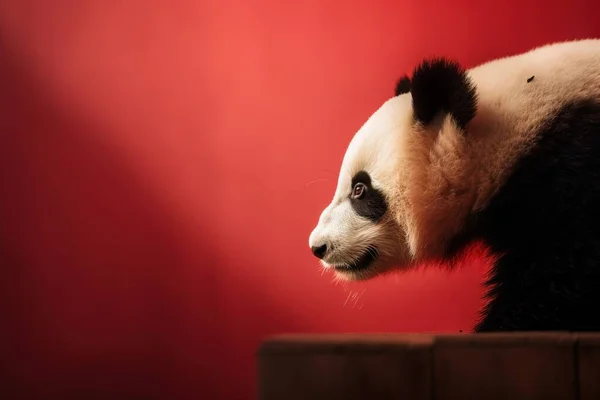 a black and white panda bear on a red background with a red wall.