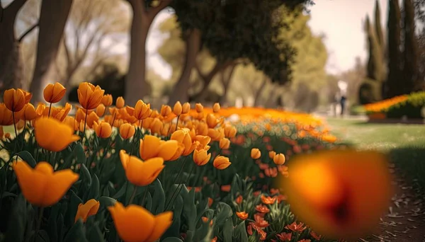 a field of orange flowers with a person walking in the distance in the distance is a row of trees and a row of orange flowers in the foreground.