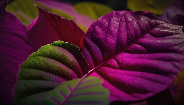 a close up of a purple and green leaf with a black back ground and a green and red leaf on the right side of the image.
