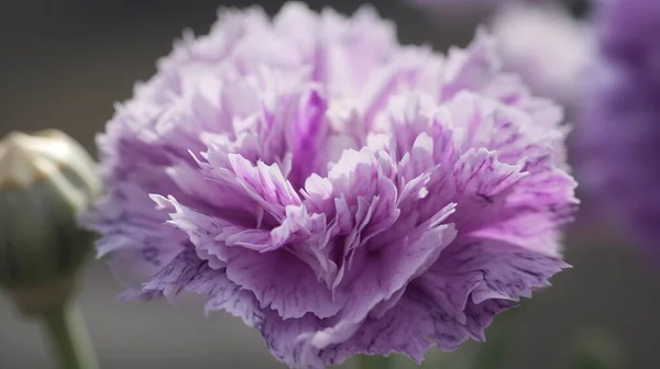 a close up of a purple flower with water droplets on it\'s petals and a blurry background of flowers in the back ground.