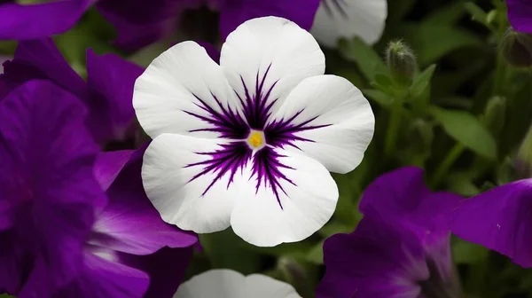 a white and purple flower with a yellow center surrounded by purple and white flowers in the middle of the frame, with green leaves in the background.