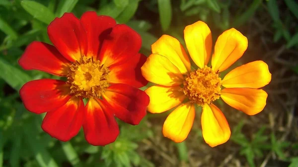 two red and yellow flowers in a field of green grass and grass behind them is a yellow and red flower with a yellow center and red center.