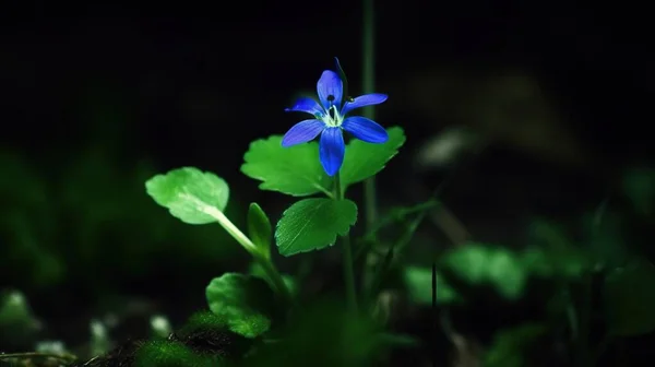 a blue flower is growing in the dark green leaves of a plant.