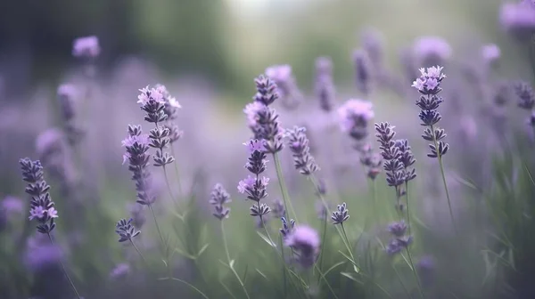 a field of lavender flowers with a blurry back ground.