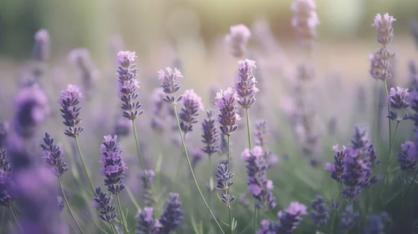 a field of lavender flowers with a blurry back ground.