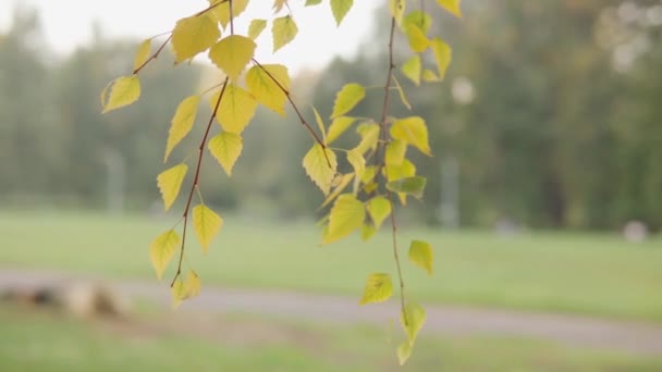 Camera Revolves Autumn Birch Leaves Yellow Green Color Public Park — Stock Video