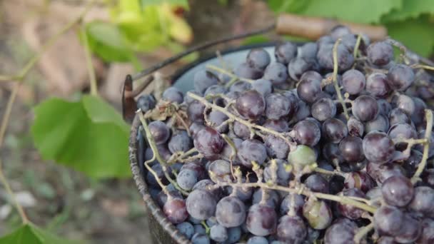 Bucket Full Red Grapes Grape Harvest Season Grapes Grown Vineyard — Stockvideo