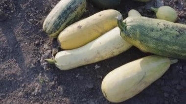 A closeup view of harvest of zucchini of different varieties. Environmentally friendly products. The concept of entrepreneurship, small business farming.