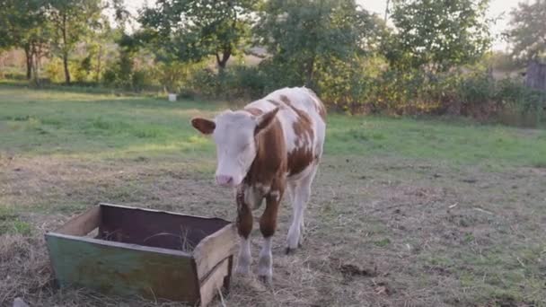 Свободная Корова Пасётся Ест Сочную Зелёную Траву Домашних Условиях Двор — стоковое видео