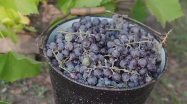 Juicy ripe bunches of grapes are harvested for the production of dark red wine at a private winery in the fall. A mans hand puts a delicious bunch of grapes. Farming and plantation.