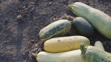 The harvested crop of zucchini of different varieties and sizes lies on the bed of the garden. Eco farm, home production. Gluten-free products.