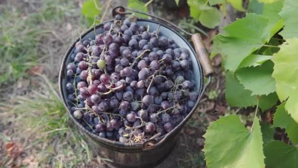Top View Grapes Picked Hand Vineyard First Stage Creating Red — Stok video