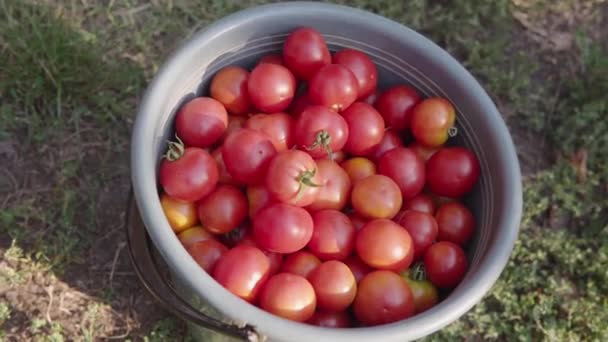 Bucket Red Ripe Tomatoes Stands Ground Freshly Harvested Nightshade Crops — Stockvideo