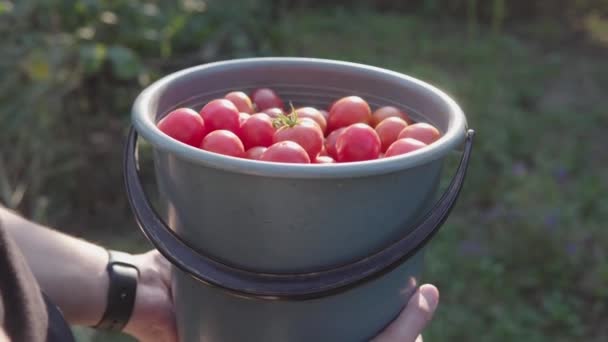 Freshly Harvested Red Tomatoes Plastic Bucket Farmer Holds Cherry Tomatoes — Stock Video