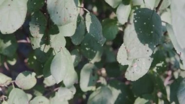 Sick plum leaves. The harvest is spoiled by pests. The leaves of fruit fruit trees are affected by the disease and insects. Problems of farming.