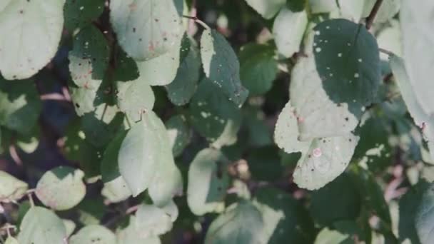 Sick Plum Leaves Harvest Spoiled Pests Leaves Fruit Fruit Trees — Vídeo de Stock
