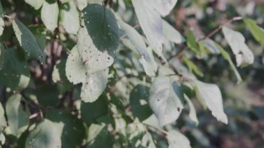 Clasterosporiosis or shot-hole pustular spot disease of the fruit plum tree. Demonstration of diseases of fruit trees caused by fungus in agriculture. Leaf damage.