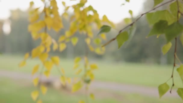 Autumn Yellow Green Leaves Birch Background Public Park Change Seasons — Vídeo de Stock