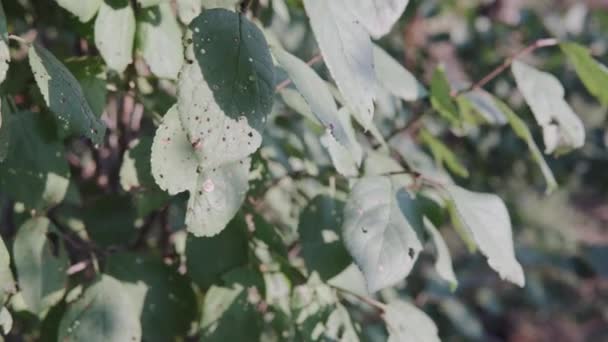 Clasterosporiosis Shot Hole Pustular Spot Disease Fruit Plum Tree Demonstration — Stockvideo