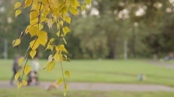 Autumn Park Yellow Birch Leaves Sway Focus Family Walks Background — Vídeo de Stock