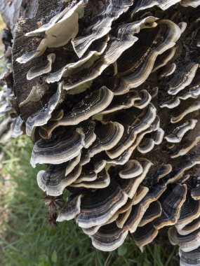 Ormanın derinliklerinde düşen çürümüş ağaç gövdesindeki yabani mantarlar. Ağaçta parazit mantarı büyümesi.